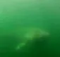 
                  Mergulhador encontra tubarão de 10 metros de comprimento; veja