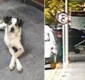 
                  Segurança é responsabilizado por morte de cachorro no Carrefour