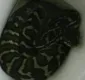 
                  Cobra se esconde em vaso sanitário e pica mulher na bunda