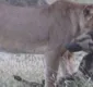
                  Cão selvagem se finge de morto para escapar de leoa; veja vídeo