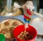 
                  Passeio Público recebe Feira Vegana neste fim de semana