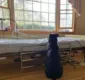 
                  Cão espera ao lado de leito em hospital por dono que morreu