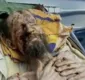 
                  Homem 'múmia viva' é achado após um mês mantido 'refém' de urso