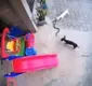 
                  Cães atacam cobra para proteger menina de 1 ano; veja vídeo