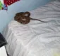 
                  Garoto de dez anos é picado por cobra enquanto dormia