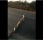 
                  Cobra de seis metros interrompe tráfego e atravessa rodovia