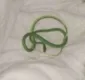 
                  Mulher acorda em quarto de hotel com cobra na cama