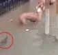 
                  Crocodilo aparece em rua alagada e morde cachorro; veja vídeo