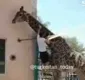 
                  Homem invade jaula e sobe em girafa no zoológico
