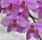 
                  A Bahia das orquídeas