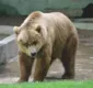 
                  Urso destrói carro após ficar preso nele; veja fotos