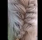 
                  Homem faz penteado de desenho em cachorro e encanta a web