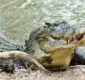 
                  Atenção, cenas fortes! Crocodilo gigante devora cachorro vivo