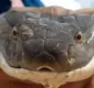 
                  Cobra-rei de 4 metros é capturada em esgoto; veja vídeo