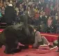 
                  Urso ataca adestrador durante apresentação em circo; veja vídeo