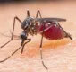 
                  Anvisa libera novo medicamento para tratar malária com dose única