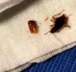 
                  Médico descobre família de baratas vivendo em ouvido de paciente
