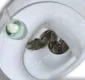 
                  Animais podem sair de um vaso sanitário?