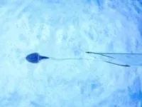 Reprodução assistida: nova técnica transfere de apenas um embrião