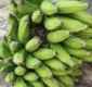 
                  Jiboia é encontrada dentro de cacho de banana em Salvador
