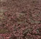 
                  Milhares de 'peixes-pênis' são encontrados em praia