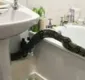 
                  Cobra de 2,5m foge de casa e se esconde em vizinho por seis meses