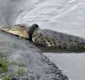 
                  Autoridades oferecem recompensa a quem retirar pneu de crocodilo