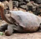 
                  Tartaruga, que  salvou toda uma espécie com sexo, se aposenta