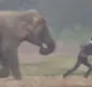 
                  Elefante persegue turista que tentava fazer selfie com ele; veja