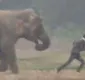 
                  Elefante persegue turista que tentava fazer selfie com ele