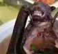 
                  Sopa de morcego pode ter disseminado coronavírus na China