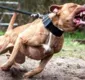 
                  Homem é atacado por pitbull após discutir com o dono do cachorro
