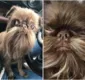 
                  Cão 'hipster' apelidado de Chewbacca chama atenção por 'barba'