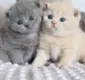 
                  Dia mundial dos gatos: veja mais de 10 vídeos e morra de fofura