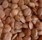 
                  Sementinha poderosa: benefícios da semente de sucupira para saúde