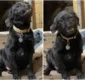 
                  Cão 'sorri' para todos em abrigo em busca de adoção