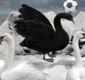 
                  O Cisne Negro e A Bola Brasileira