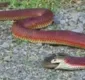 
                  Cobra devora outra cobra em quintal de casa; veja vídeo completo