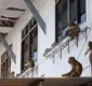 
                  Agressivo bando de macacos famintos toma conta de prefeitura