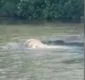 
                  Crocodilo com cerca de 4 metros devora vaca viva dentro de rio