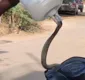 
                  Cobra venenosa aparece dentro de moto e homem tenta retirá-la
