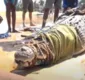 
                  Pescadores capturam crocodilo de quatro metros em praia; assista