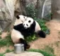 
                  Em quarentena, pandas acasalam pela primeira vez em dez anos
