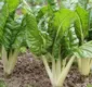 
                  Conheça sete benefícios ao incluir a hortaliça acelga