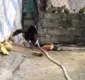 
                  Galinha briga desesperadamente para salvar pintinhos de cobra