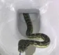 
                  Idosa senta em vaso sanitário e percebe presença de cobra