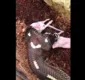 
                  Cobra de duas cabeças comendo ratos viraliza no Tik Tok