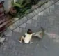 
                  Macaco é flagrado enquanto arrasta criança pelo chão