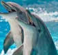 
                  Golfinhos sentem 'saudades' de humanos e deixam 'presentes'