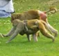 
                  Macacos roubam amostras de sangue com coronavírus